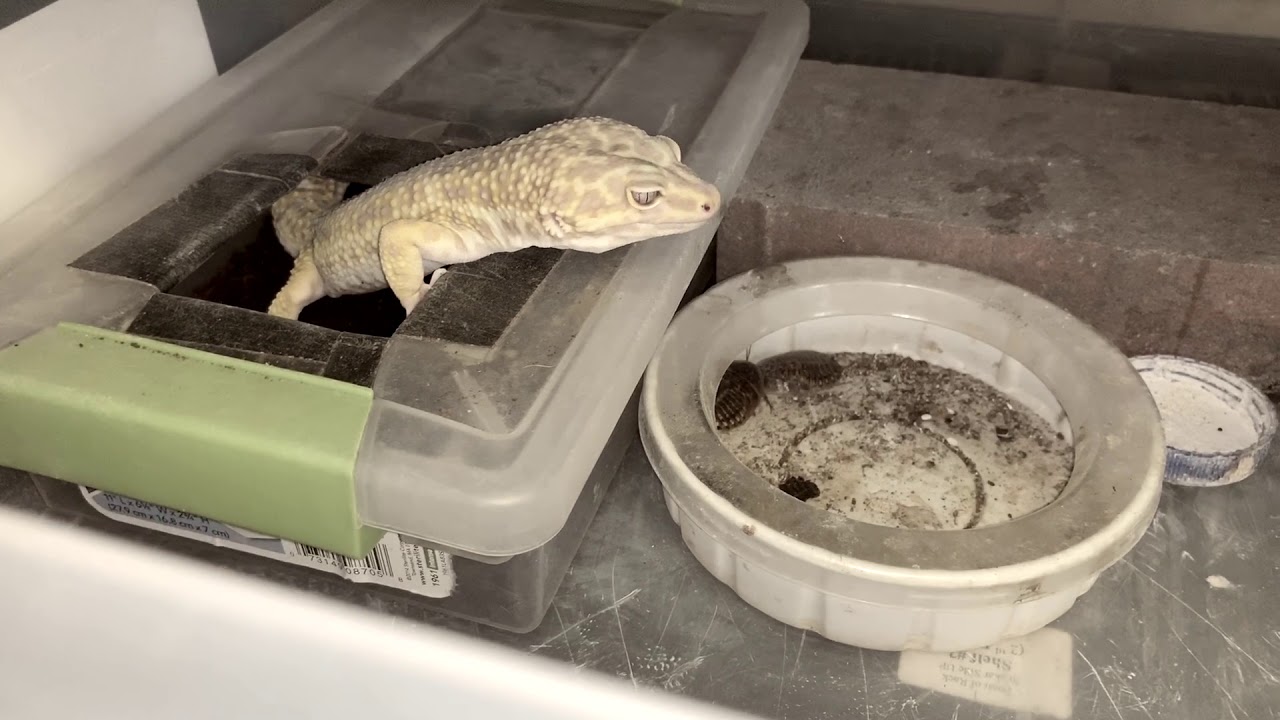 Update on my Dubia roaches and my Reptiles YouTube