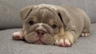 Cute and Funny Olde English Bulldogges Compilation 4