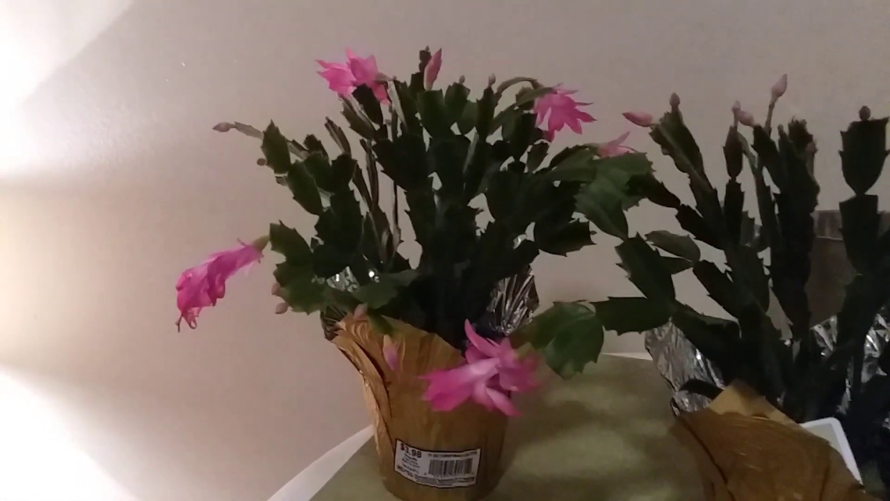 Christmas Plants Collection of Christmas Cactus | Plant ...