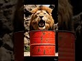Top 5 Most Powerful Animal PSI Tests!  #AnimalPSI #BiteForce #WildAnimals  #PSITest #WildLab4k