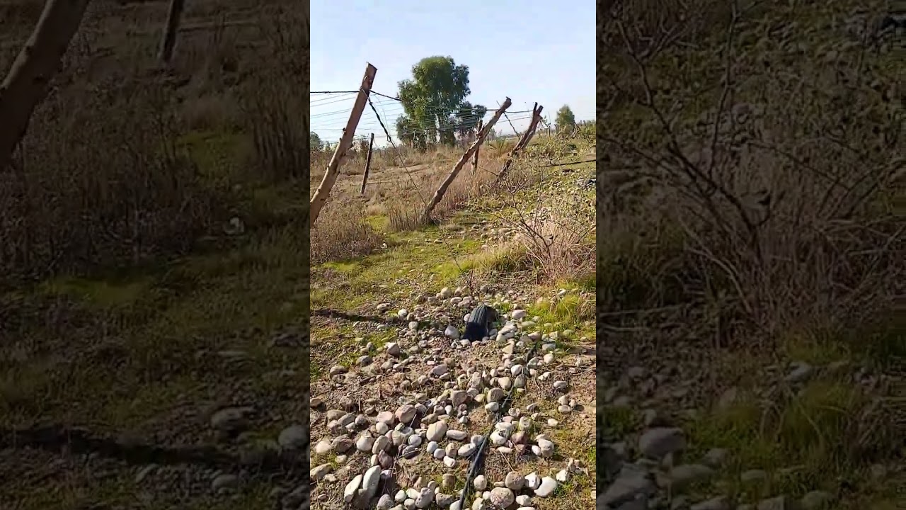 السدر التفاحي تمحل البرد والسقيع بسبب المطر ورطوبة الارض والشجرة ارتوت بالماء