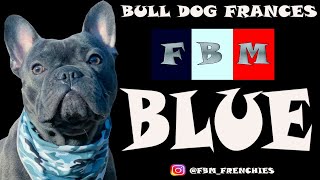 bull dog francés blue, te explico como es.