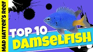 Top 10 Damselfish