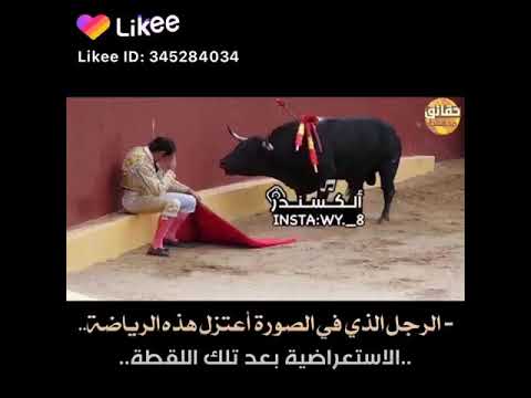 الثور الذي أبكى العالم