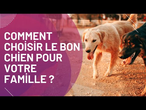 Comment Choisir Le Bon Chien Pour Votre Famille? 🐕