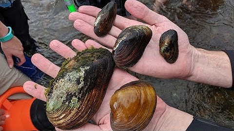 Freshwater Mussel Identification Skills: Left Valve vs. Right Valve