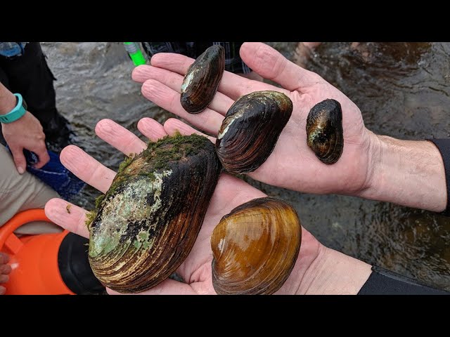 freshwater clam