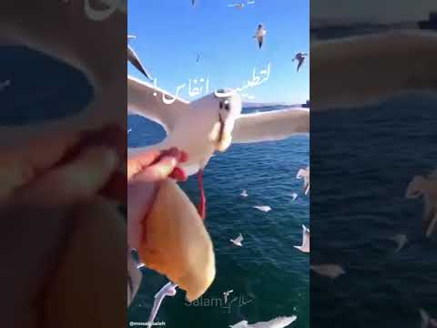 ك الغيث ك ن أمل ا بدون موسيقى Cover2022