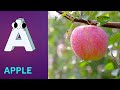 ABC Phonics Song | Alphabet letter sounds | ABC learning for toddlers | Education ABC Nursery Rhymes