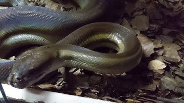 Apodora papuana (Pixel) setup