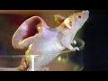 Top 10 Weird Science Experiments With Animals