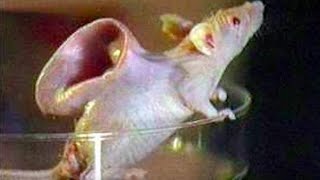 Top 10 Weird Science Experiments With Animals