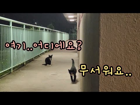 강변가에 또 다시 유기된 새끼고양이 두마리.. 언제쯤 끝이 날까요?