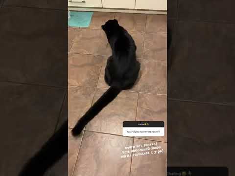 😻Ждущая пантера Луна - luna_the_pantera@instagram