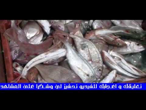 الحلقة 12 : كايينا | Aspitrigla cuculus |  Bellator egretta | gallina | ...