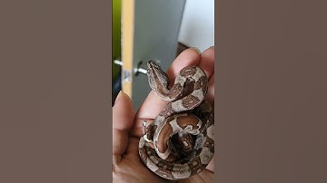 First IMG To Shed! #shorts