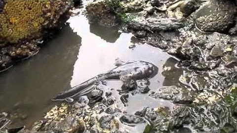 Intertidal Zone Exploration