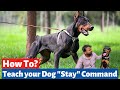 Training a doberman to understand your commands the guard  watch dog fact smartest dog in the world