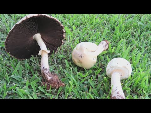 Video: Come Lavorare I Funghi Prataioli?
