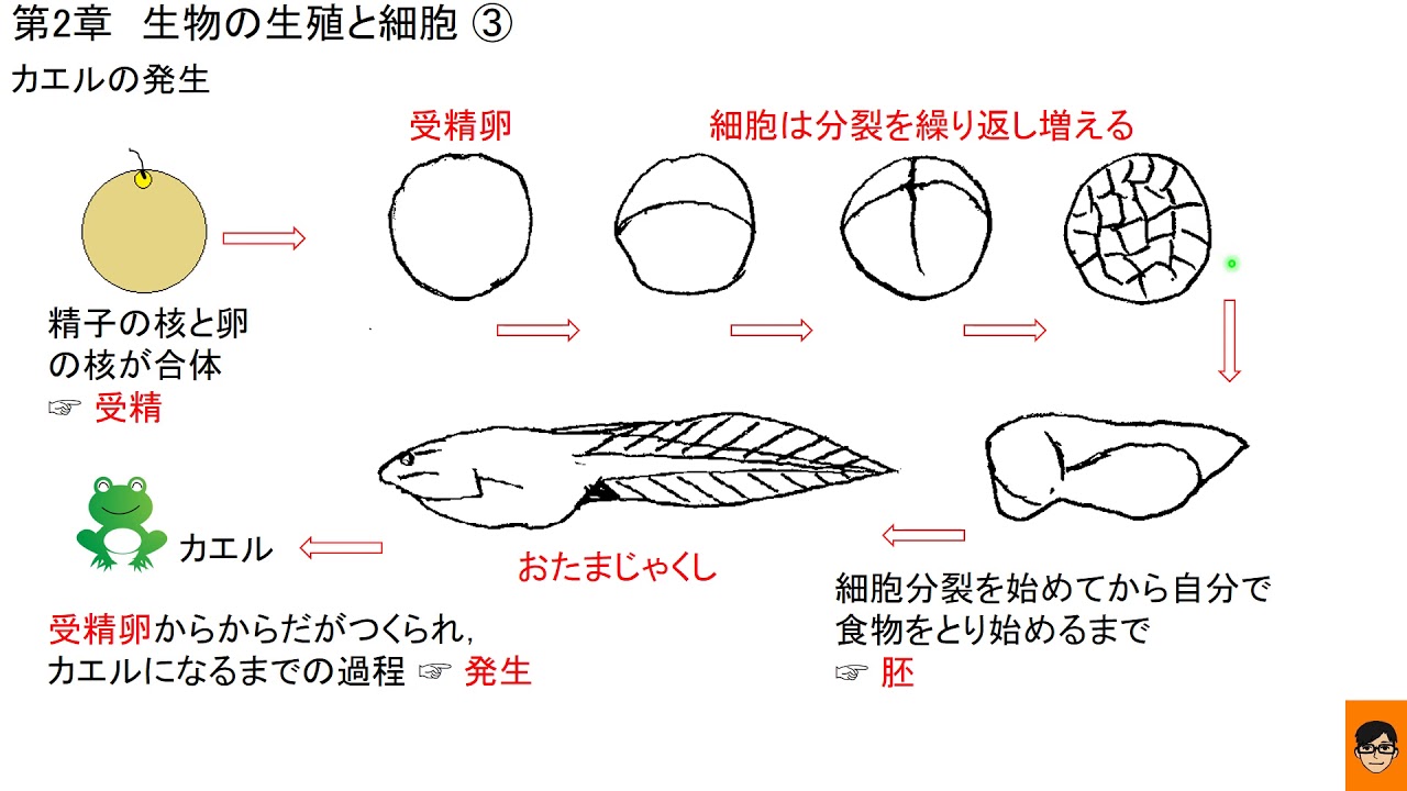 カエル の 発生 図