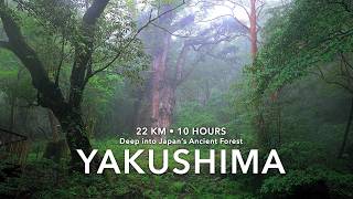 22 km Deep Into Japan’s Ancient Forest: A 10-Hour Journey to a 2,000-Year-Old Jomon Sugi screenshot 1