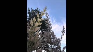 Zemaru - Nadamudou Prod.dannyebtracks