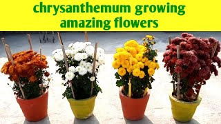 Chrysanthemum Growing In Pot Amazing Fowering | How To Grow Chrysanthemum At Home