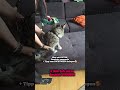 Katzengeschrr richtig angelegen #mainecoon #cat #geschirr #anlegen #freigang #gesichert