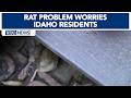 Rat problem creates hantavirus worries in Idaho