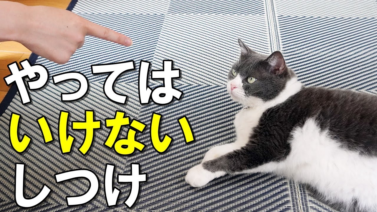 【中古】 迷い猫のしつけ方 要注意】猫にやってはいけないしつけ方！猫のイタズラに効果的な対処