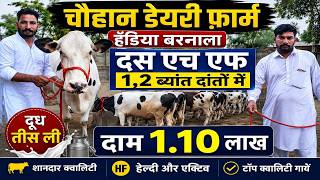 चौहान डेयरी फ़ार्म हँडिया बरनाला दस एच एफ 1,2 ब्यांत दांतों में दूध तीस ली दाम 1.10 लाख !