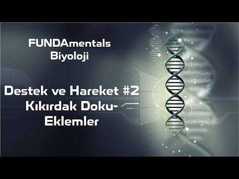 Destek ve Hareket #2 Kıkırdak Doku- Eklemler