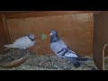 Potential pair pigeons