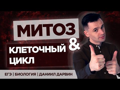 Видео: Что делает MPF в митозе?