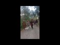 ACARA ADAT MALAWITU
