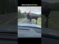 “Moose Family Blocks the Road in Yellowstone 🫎 | Peaceful Wildlife Moment”