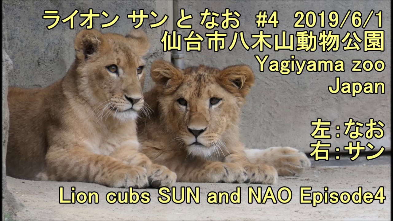 八木山zoo ライオン サン と なお (4) Lion cubs SUN and NAO Episode4