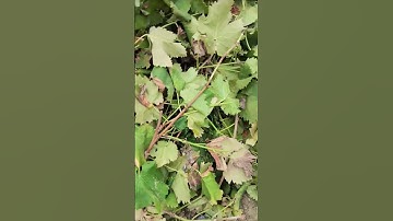 Smart way to cut tree branches with scissors #shorts