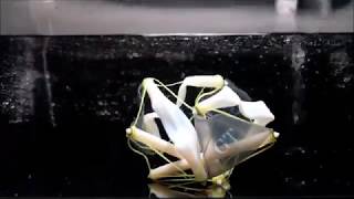 3-D Printed Tensegrity Objects Capable of Dramatic Shape Change
