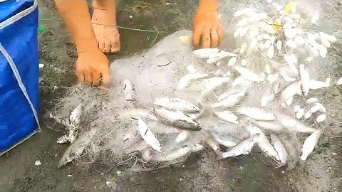 Một Mẻ Lưới bắt gọn bầy Cá Đối | Món Ngon Ngày Cắm Trại tại Bãi biển Cần Giờ.