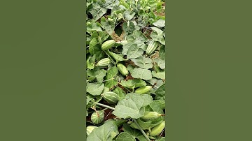 Did Yiu See Such Pointed Gourd Field? #shorts