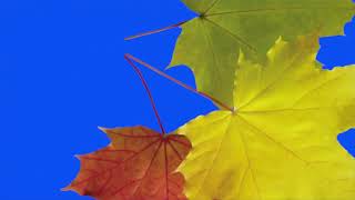 Blue Screen Autumn Leaves, Vegetables, Fruits Transition - Хромакей Осенние Переходы