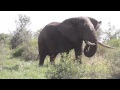 Elephant in Selenkay, Amboseli