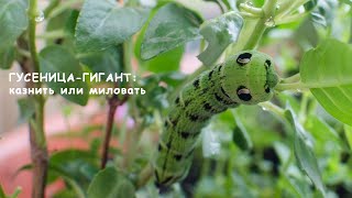 Гусеница-гигант в саду: казнить или миловать