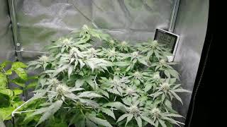 GROWSHOT #7