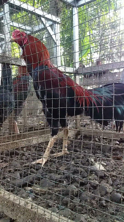 Suara Ayam Bangkok Muda berkokok #shorts #viralreels #ayamberkokoksianghari