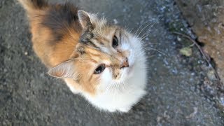 Only One Cat Is Not Afraid Of Me