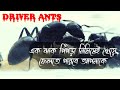 ভয়ঙ্কর মাংসাশী পিঁপড়া | Driver Ants | Closed Book |