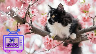 Calming Music for Cats with Anxiety! Deep Soothing Music for Anxious, ill and Stressed Cats #15