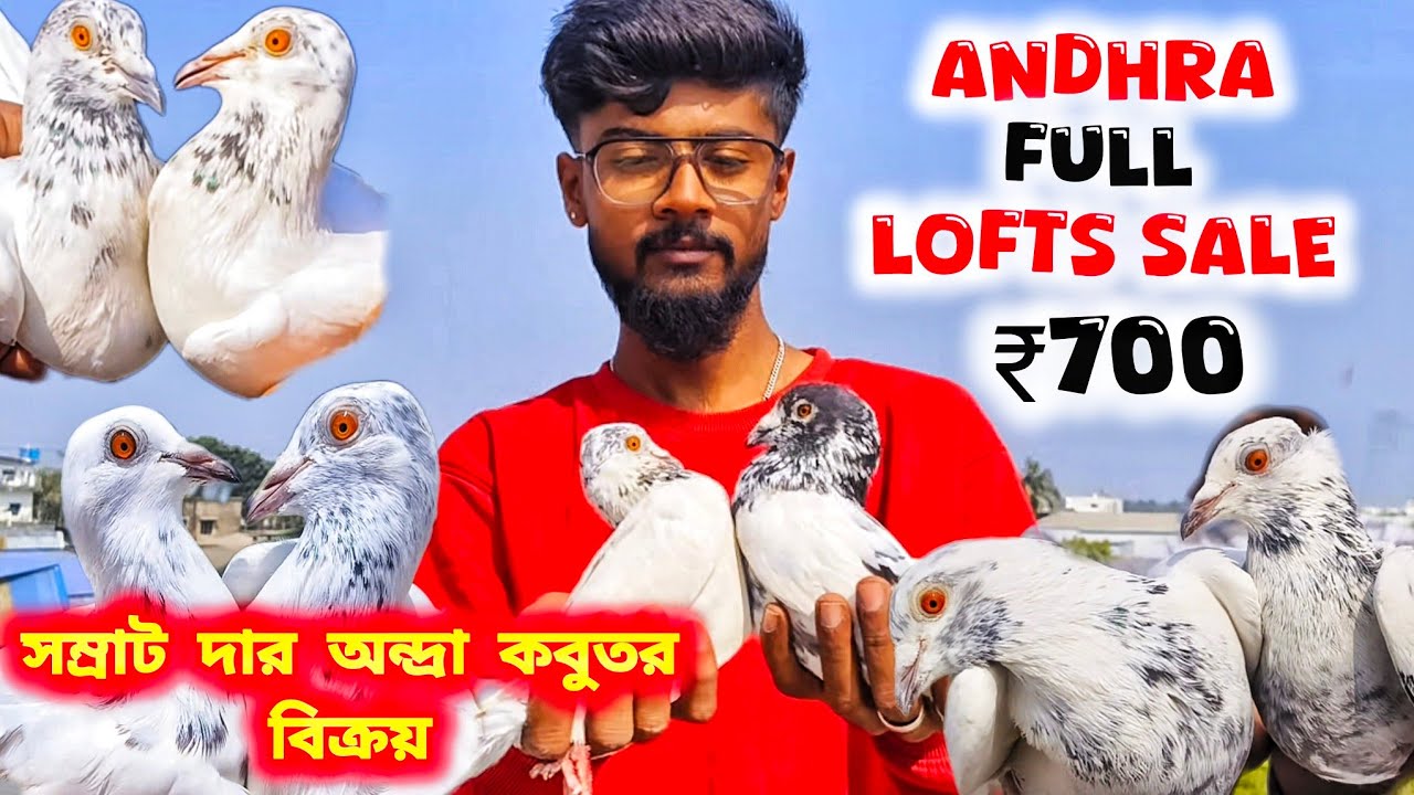 সোদপুর সম্রাট দার সমস্ত অন্দ্রা মাদ্রাস বিক্রয়। ANDHRA MADRASI LOFTS SALE।@pigeonsloverrj9600 